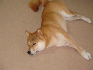 手足そろえて、ぐっすりなの