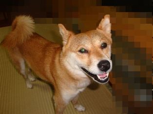 おかあしゃん(*^_^*)