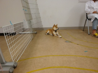 すっかりおちついています