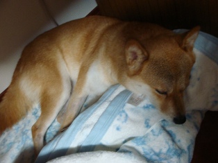 zzz・・・