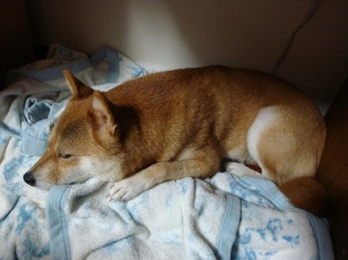 zzzzz