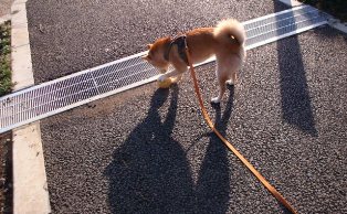 えいえい