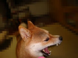 がぉ~!