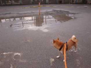 ねぇ、水たまりになってるの
