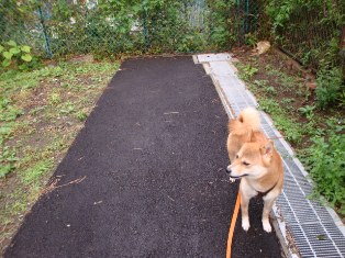 たまには新鮮なの