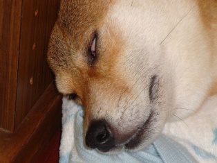 おかあしゃんひどい、こんな写真やだ