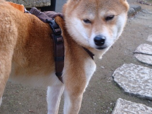 やぎ?