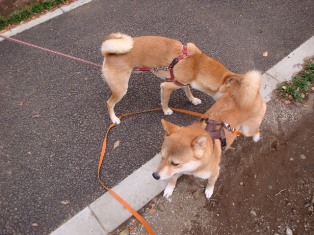 あたち花