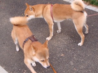 あなた10代なのね、あたちみそじよ