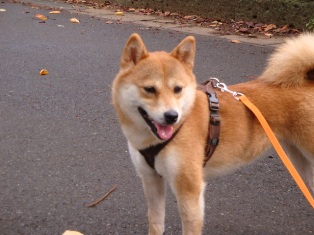 おかしいの