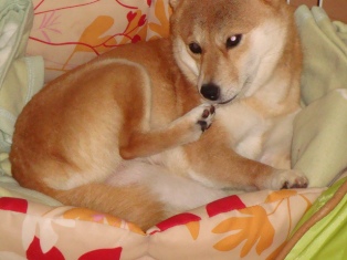 お約束のスン