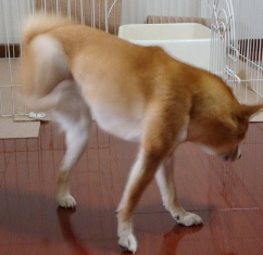 かゆっ