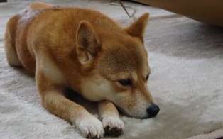 待ちくたびれて眠くなっちゃった