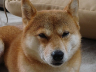 おやすみなさい