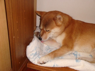 きれいきれい