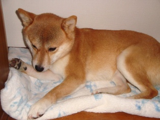 半分寝てるの