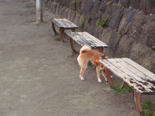 なんでだろう、ここからおいちい匂いがする