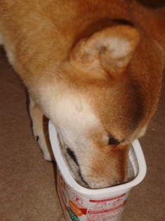 これこれ、お散歩なしはこれなの