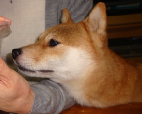 おさしみ