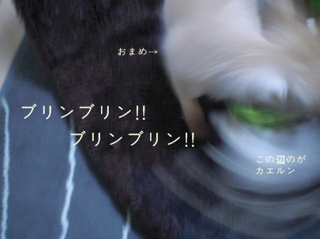 new_CIMG2911.jpg