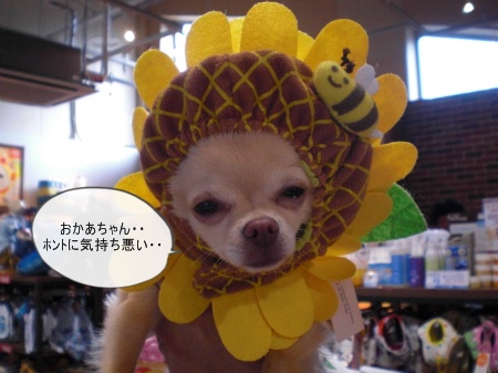 new_CIMG4123_20120722225515.jpg