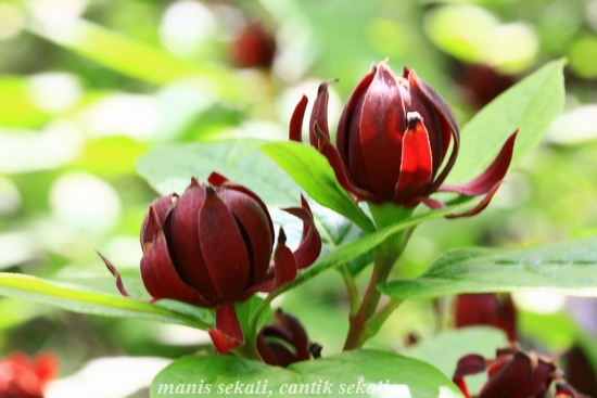 cantik1_20120531073759.jpg