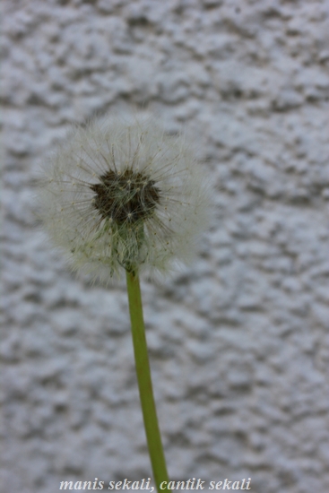 cantik1_20120602092009.jpg
