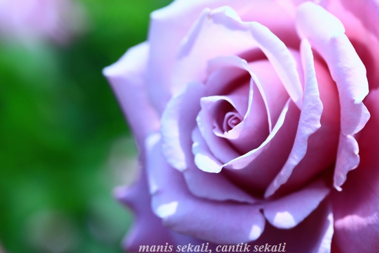 cantik1_20120604080827.jpg