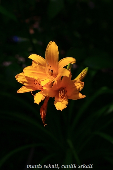 cantik1_20120609104008.jpg
