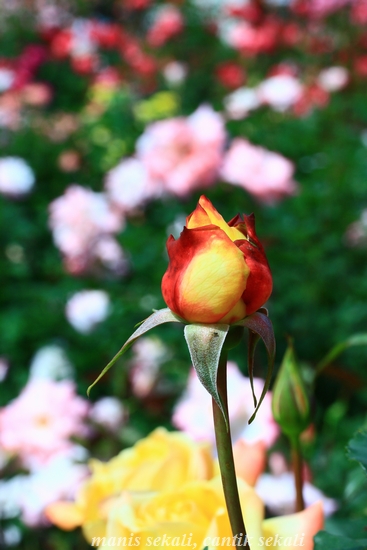 cantik1_20120613072403.jpg