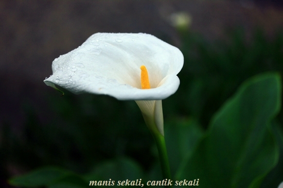 cantik1_20120628073744.jpg