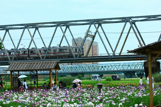 cantik2_20120618074502.jpg