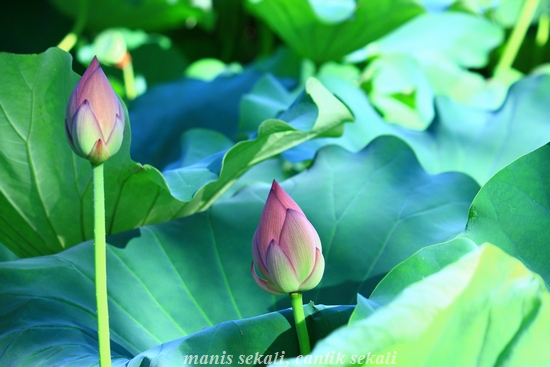 cantik2_20120809073714.jpg
