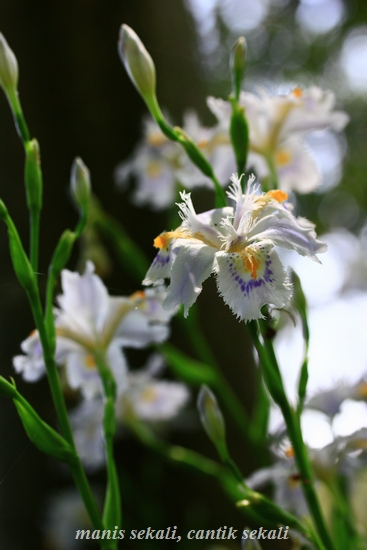cantik3_20120516075230.jpg