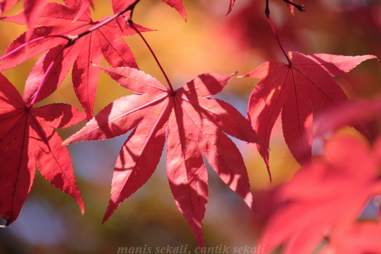 cantik3_20121128073740.jpg