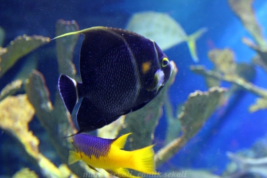 cantik4_20121121080017.jpg
