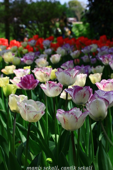 cantik5_20120429093617.jpg