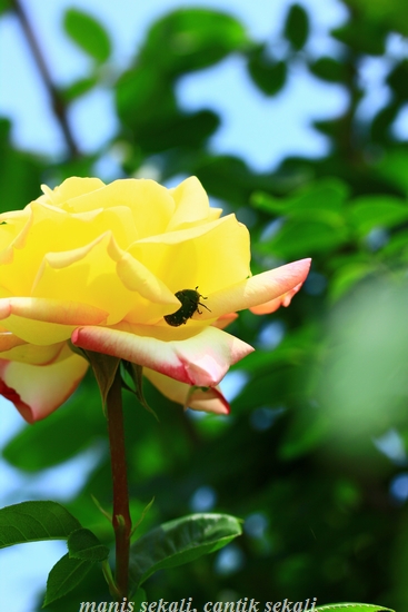 cantik5_20120528074127.jpg