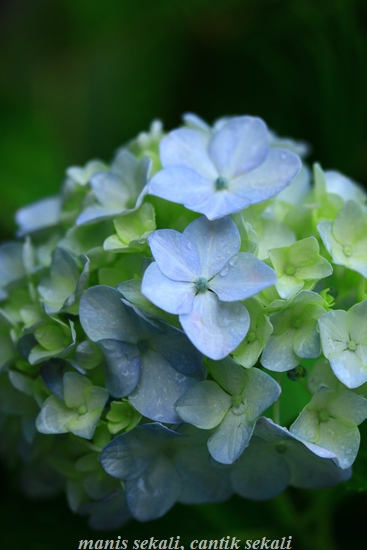 cantik5_20120627073249.jpg