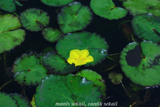 cantik5_20120704073505.jpg