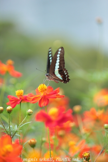 cantik5_20120817073641.jpg