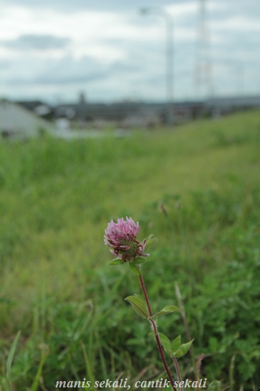 cantik5_20120903075000.jpg