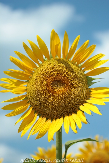 cantik5_20120905234156.jpg