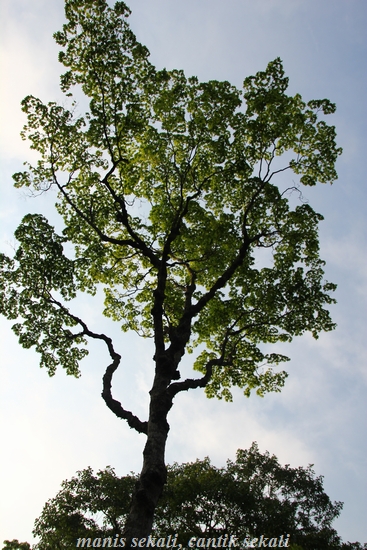 cantik6_20121004074505.jpg