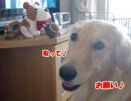 CIMG0046-1