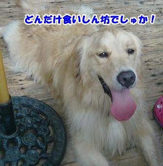 CIMG0271-1