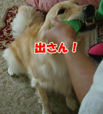 CIMG0886-1