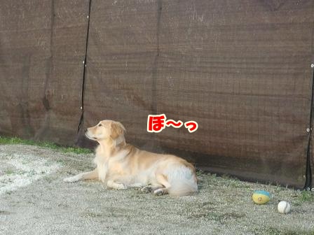 CIMG3503草むしり-1