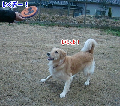 CIMG5960 (400x355)ー1