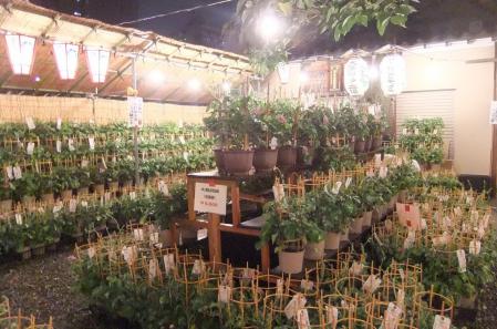 2012_07080080.jpg